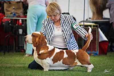 Switherland Distant Image | Basset Hound 