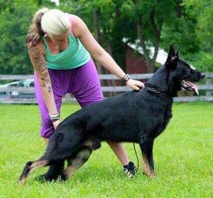 Gilmo Vikar | German Shepherd Dog 