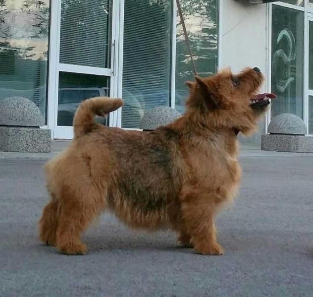 Porrigito Jaipongan | Norwich Terrier 