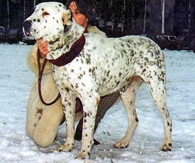 Karagez | Central Anatolian Shepherd Dog 