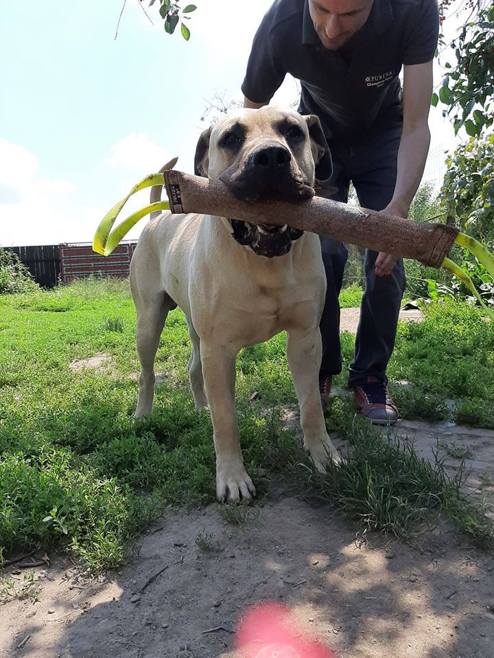Bap de Cluj W-Freddy | Perro de Presa Canario 