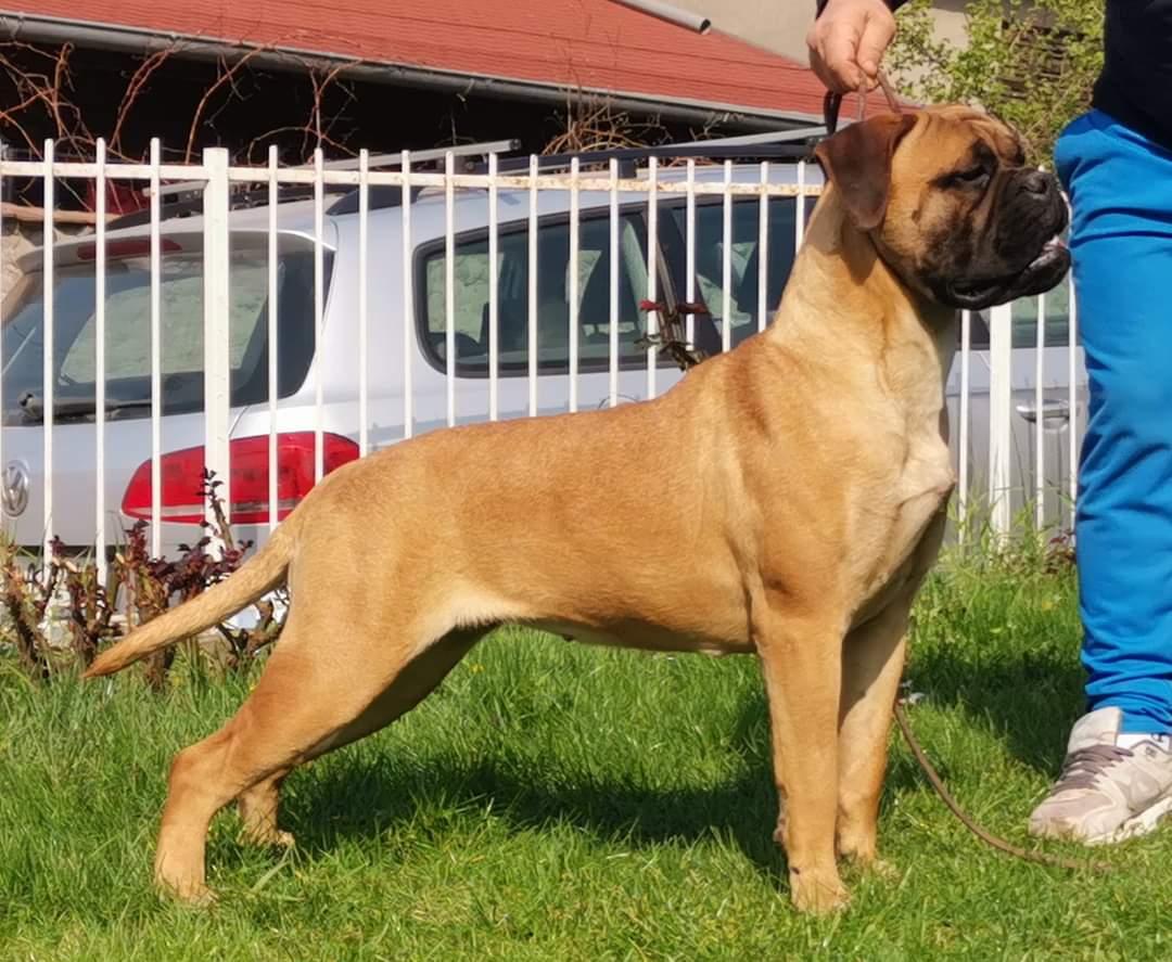 Mons Claudius Breaking Bad | Bullmastiff 