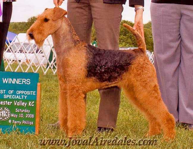 Joval Keeping The Faith | Airedale Terrier 