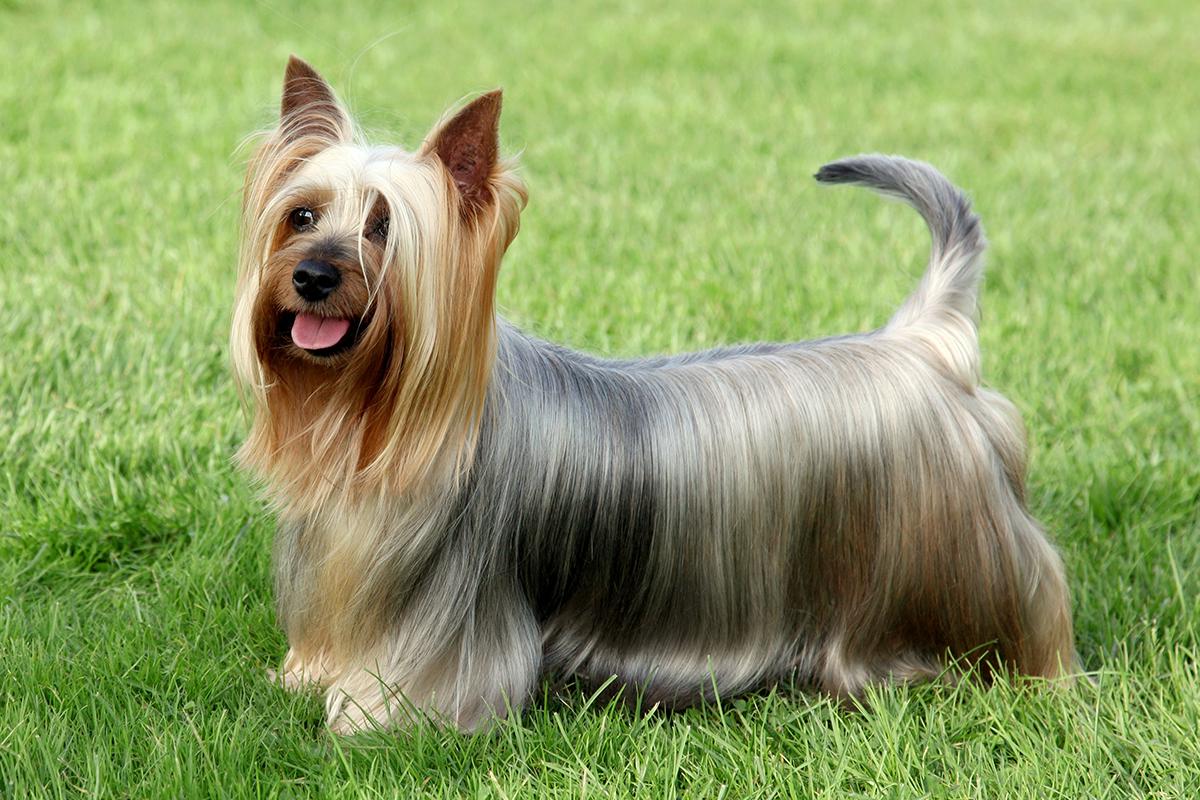 Silky Terrier