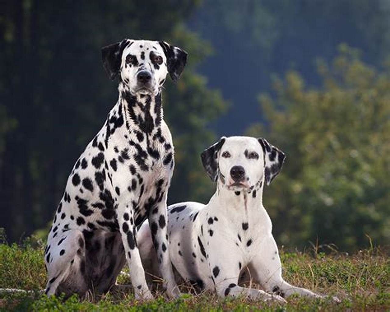 Dalmatian