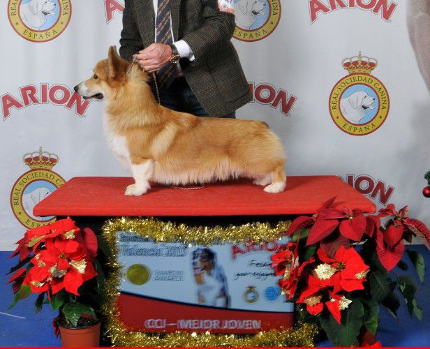 Edlen House Ceylon | Pembroke Welsh Corgi 