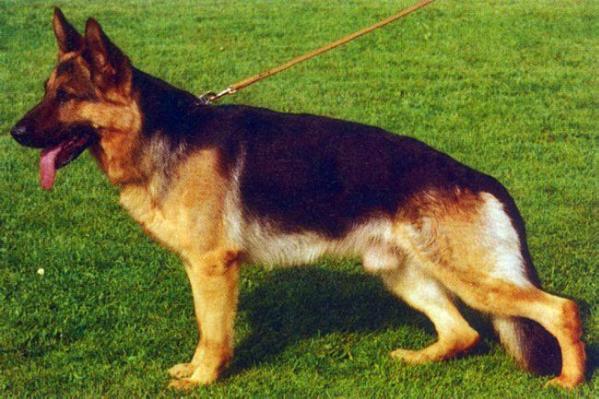 Oldo vom Wasserrad | German Shepherd Dog 