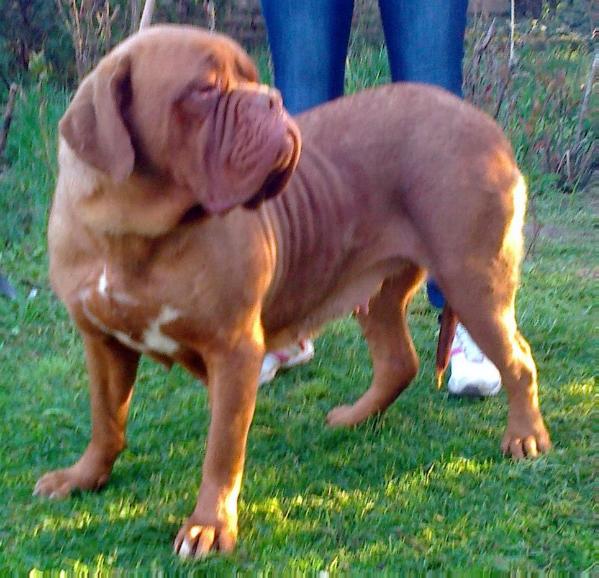 Tia Von Bullbordogs | Dogue de Bordeaux 