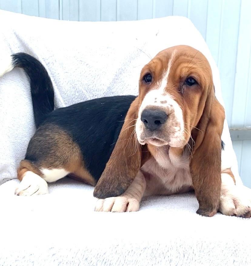 Lily Crown Puma Graceful | Basset Hound 