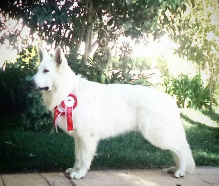 Sirius de Reyes del Endrinal | White Swiss Shepherd Dog 