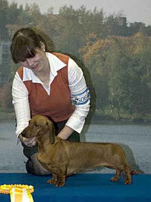 Russkiy Assorti'c Anna Aglaida | Dachshund 