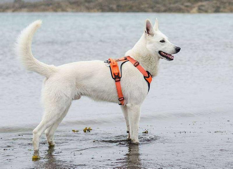 Bready Greys Forrento | White Swiss Shepherd Dog 