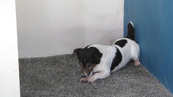 Karell Lucky Star | Jack Russell Terrier 