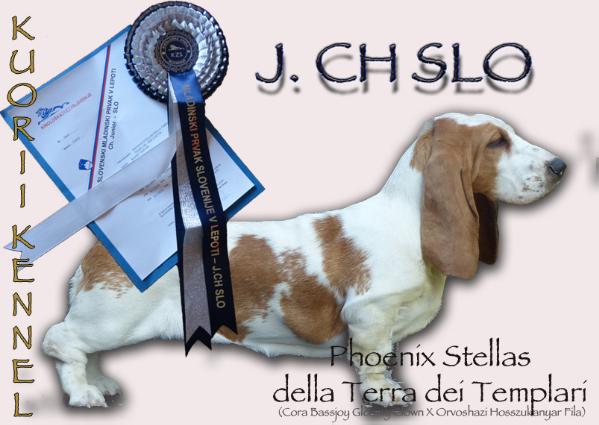 Phoenix Stellas della Terra dei Templari ( kuorii kennel ) | Basset Hound 