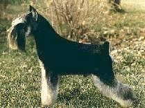 Britmor Sunnymeade Frost, Am. Can. CDX, CG | Miniature Schnauzer 