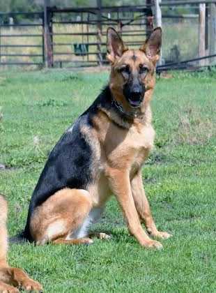 Roxi Nan von Nordstern Hof | German Shepherd Dog 