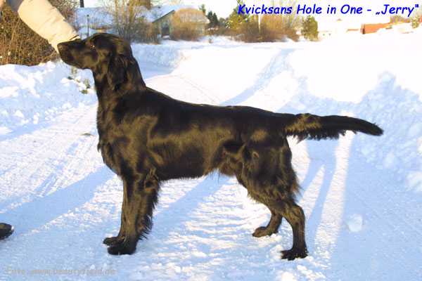 Kvicksans Hole in One | Flat-Coated Retriever 