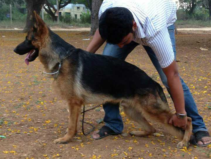 Arvaish'S zamp | German Shepherd Dog 