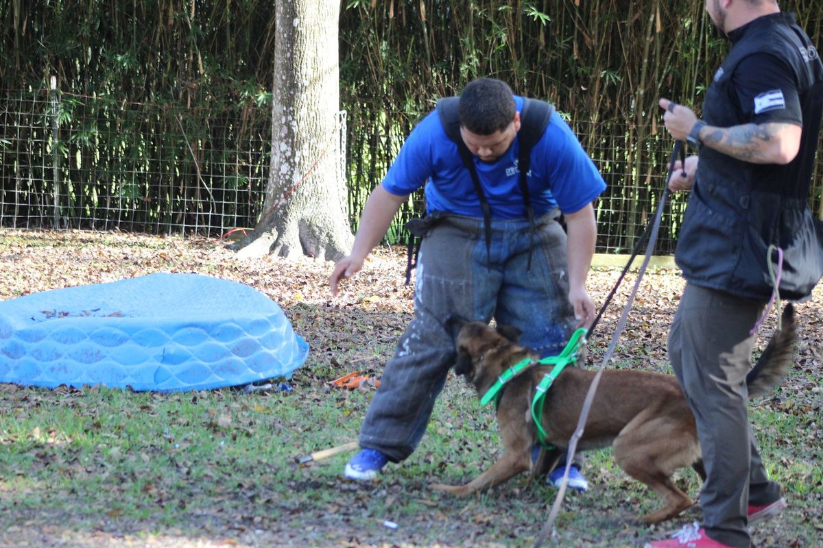 V’Joker De Southernwind | Belgian Malinois 