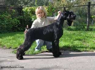 Gently Born Kingly Family | Giant Schnauzer 