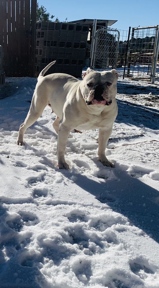 Eaton's Queen Furha | American Bulldog 