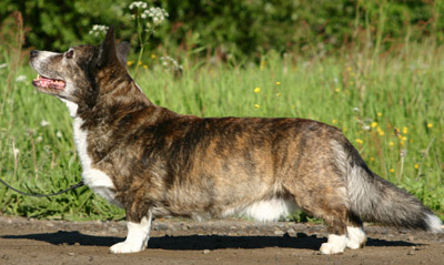 Big-Wood's Queshi Quardian | Cardigan Welsh Corgi 