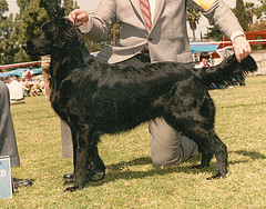 Wyndhams Rabid Rabit | Flat-Coated Retriever 