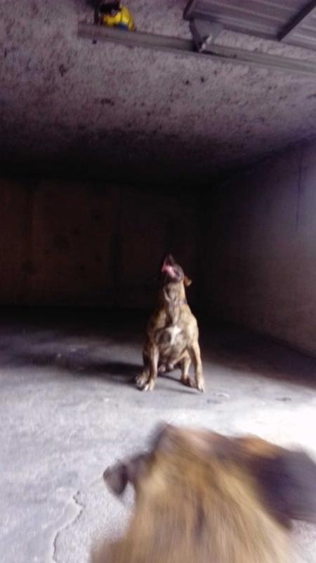 Cayna | Perro de Presa Canario 