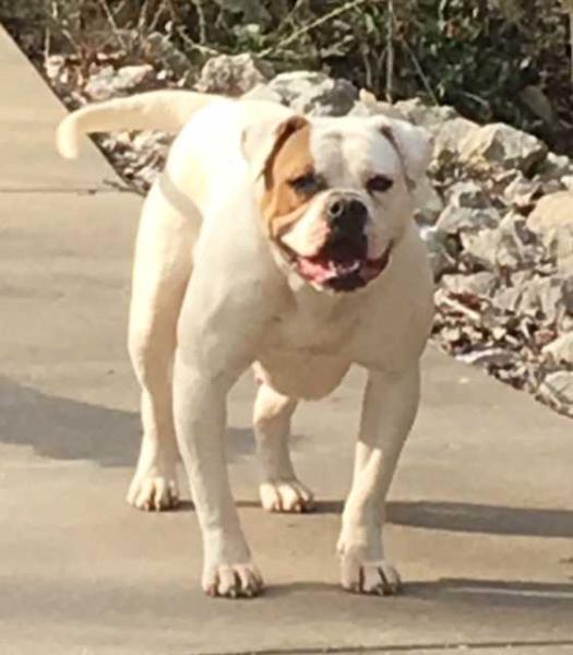 Dailey's Delta | American Bulldog 