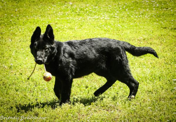 Paddy zo Zeleneho plesa | German Shepherd Dog 