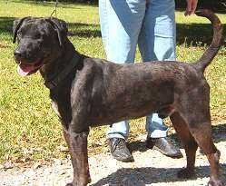 Abney's King Augustus | Catahoula Leopard Dog 
