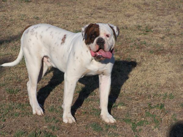 Copeland's Bodacious aka Bo | American Bulldog 