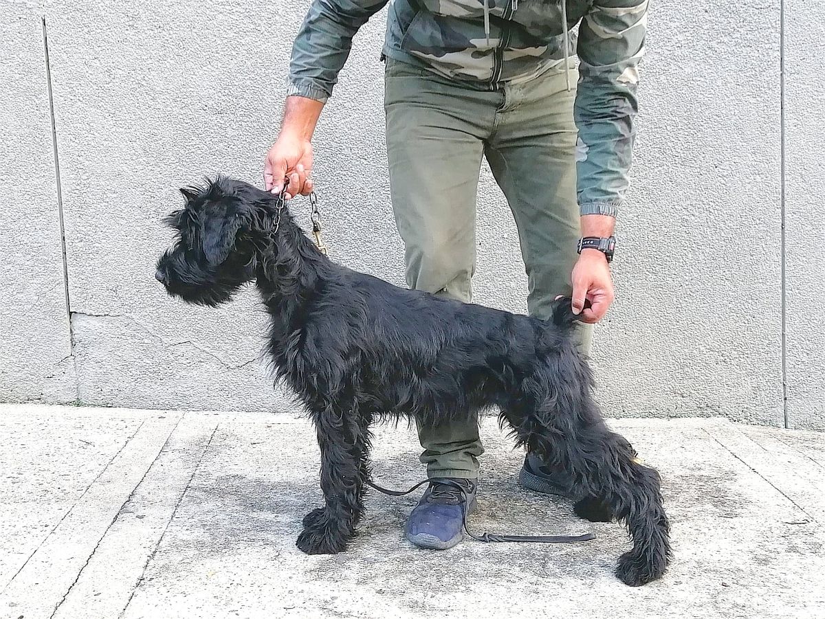 Argentina de los Manassevitz | Giant Schnauzer 