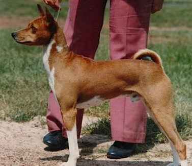 Aketi Kortez | Basenji 