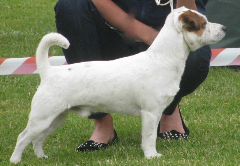 CENTURION Zloty Blysk | Jack Russell Terrier 