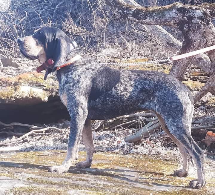 Diamond m blue mud | Bluetick Coonhound 