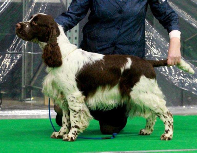 Adamant`s The Motion Picture | English Springer Spaniel 