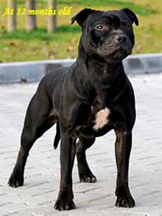 Devis and Fairies Dream Maker | Staffordshire Bull Terrier 