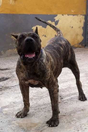 Adargoma de la Jacha | Perro de Presa Canario 