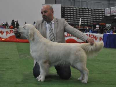 Punta Serenin Perfect For Me | Golden Retriever 