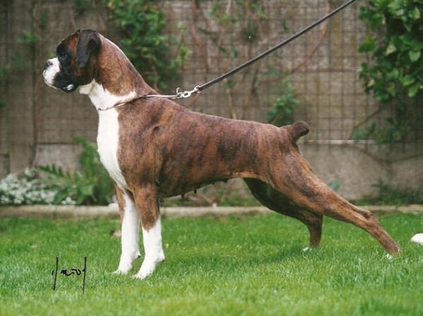 Marbelton Shining Example | Boxer 