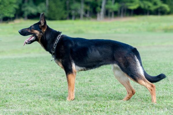Mafi z Tresnaku | German Shepherd Dog 