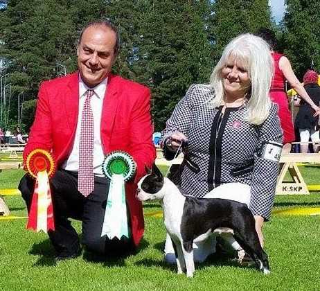 CANMOY'S BOSTON ROCK'N RULE | Boston Terrier 