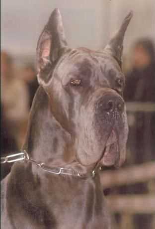 Rafal du Domaine de I'Ange Noir | Great Dane 