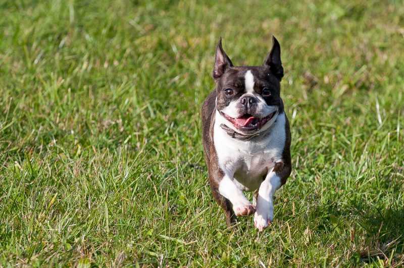 Dorkay's Tea Time at Jolly Joker | Boston Terrier 