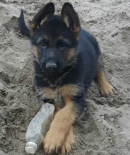 Afaka vom BuiSinhKx | German Shepherd Dog 