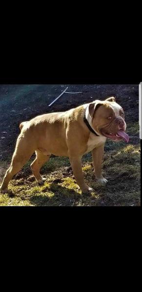 Taylor-Made's Simba from BuffaloCreek | Olde English Bulldogge 