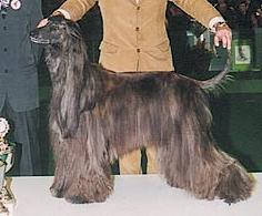 Agha Djari's Forever In My Heart | Afghan Hound 