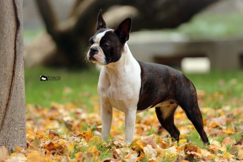 BERTHA GUARDIANS HOUSE OF JOY | Boston Terrier 