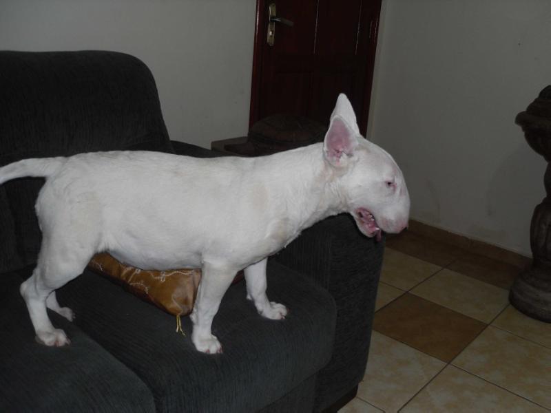 Rebelside White Princess | Bull Terrier 